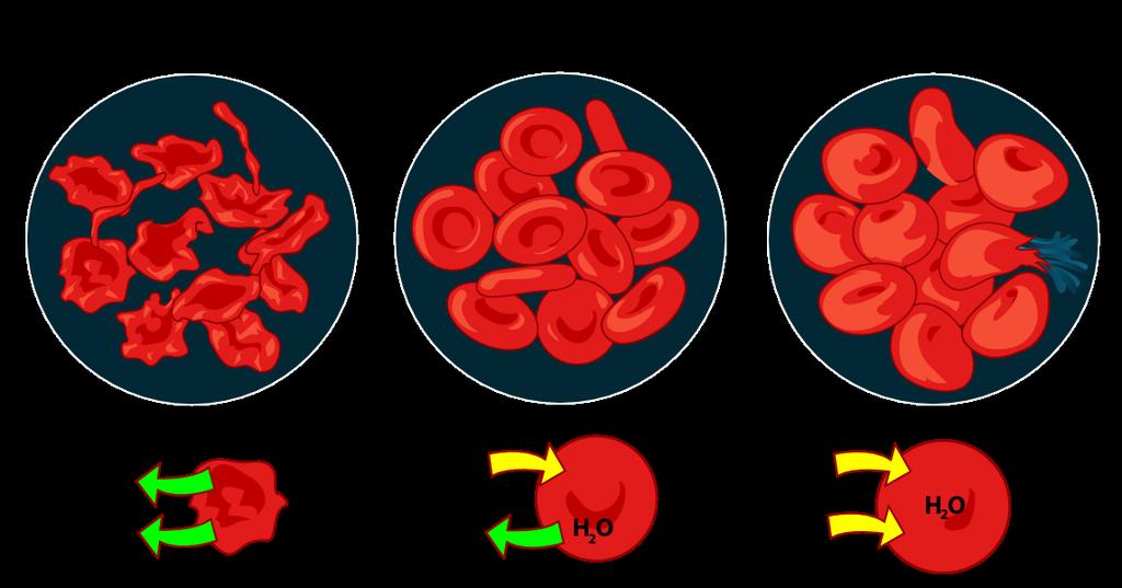 Kuva 1. Punasoluja hypertonisessa, isotonisessa ja hypotonisessa liuoksessa.