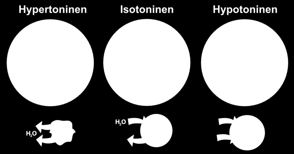 Isotonisessa liuoksessa vettä poistuu solusta ja siirtyy soluun yhtä paljon.