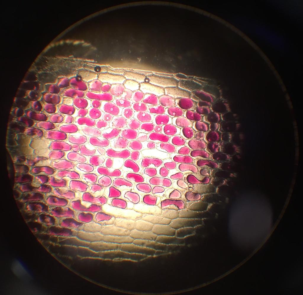 Kaikissa punaista väriainetta sisältävissä soluissa voidaan havaita