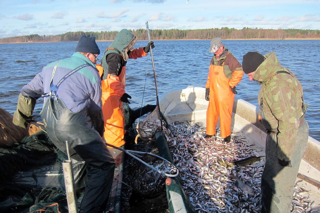 Kuva: Ilkka Sammalkorpi Tehokalastuksen saaliissa särkikalavaltaisuus kertoo toimenpiteen tarpeellisuudesta. ikäjakauman dokumentointi ovat mukana vaikutusten arvioinnissa.