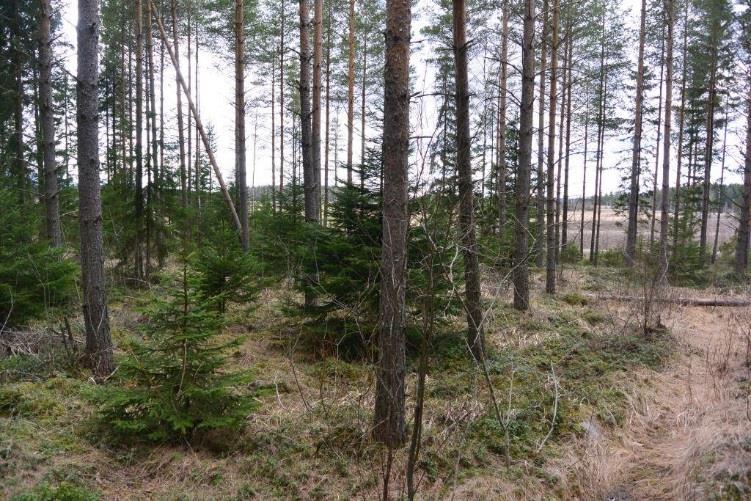 kangasmetsää.