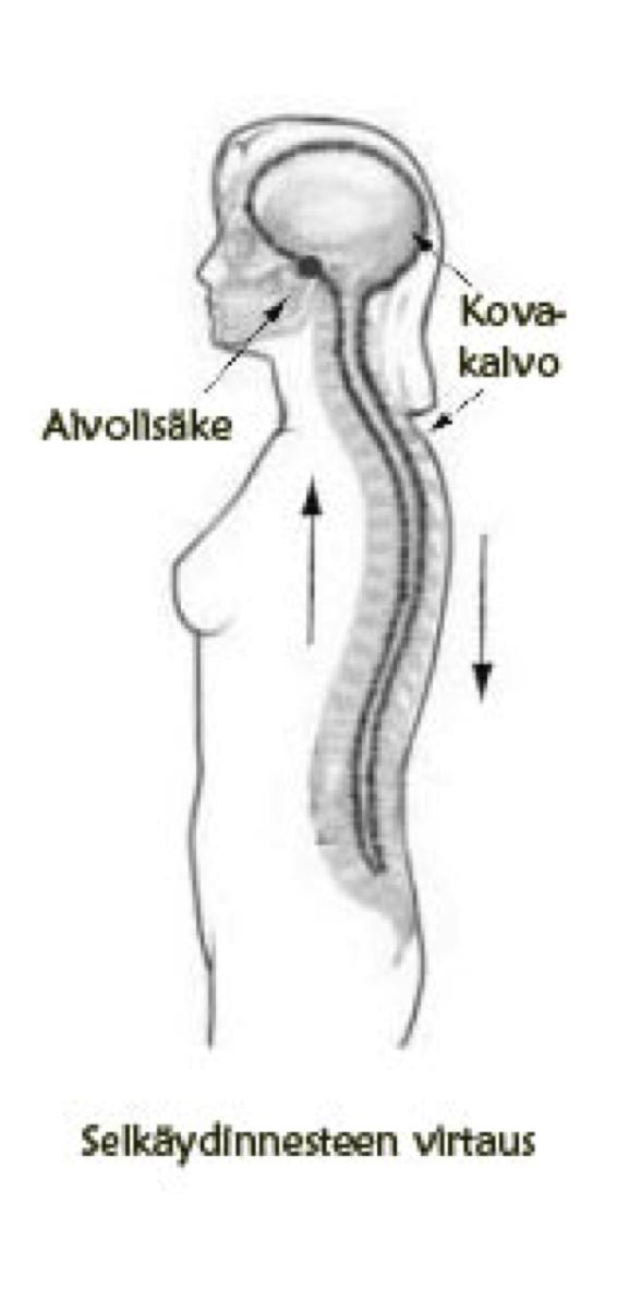 On monia aivoihin tai selkäytimeen liittyviä hermostollisia ongelmia.