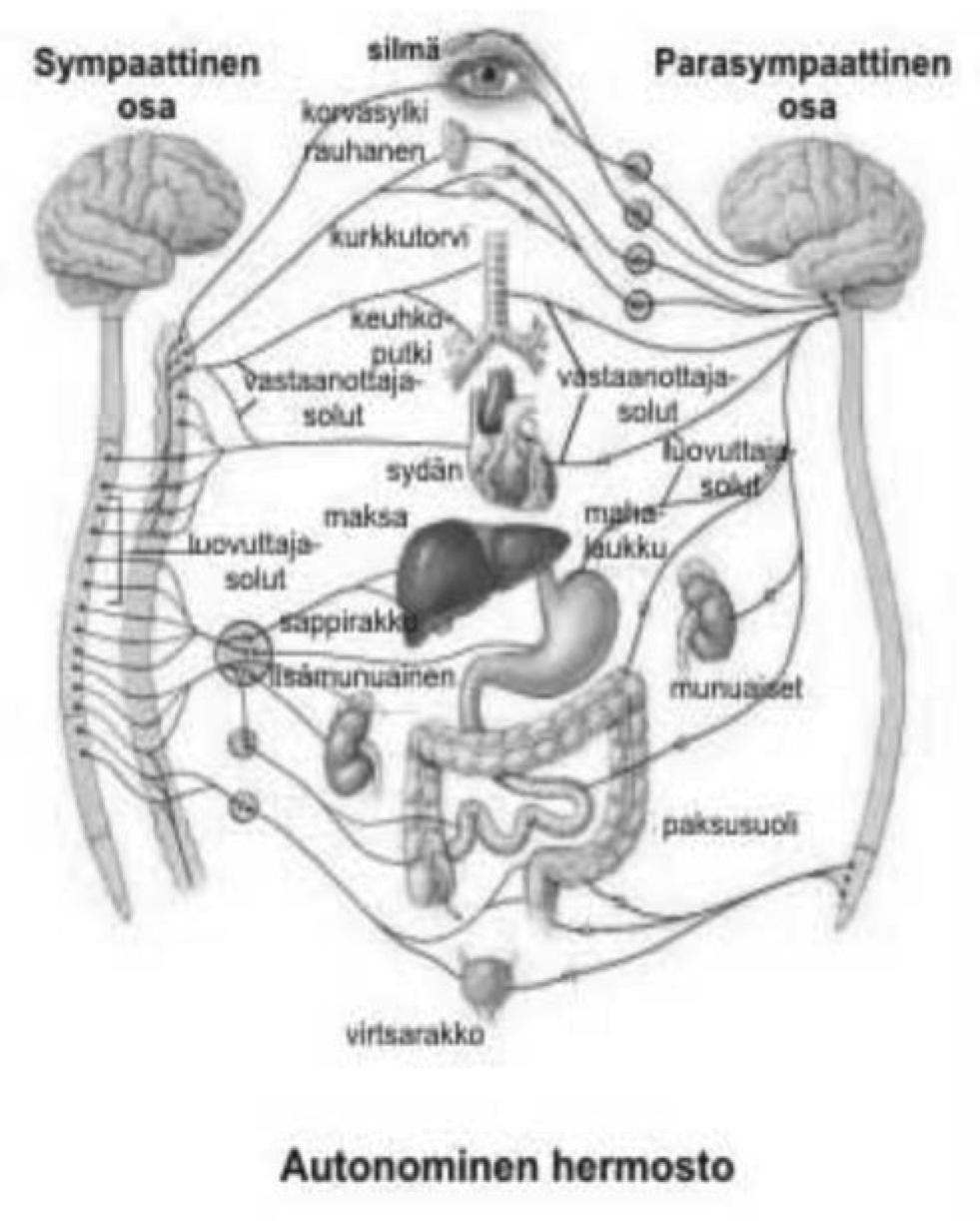 Ääreishermosto Ääreishermostoon kuuluvat kaikki hermokudokset, jotka eivät ole osa keskushermostoa. Kaikki kolmekymmentäyksi selkäydinhermoparia ja useimmat aivohermot kuuluvat ääreishermostoon.