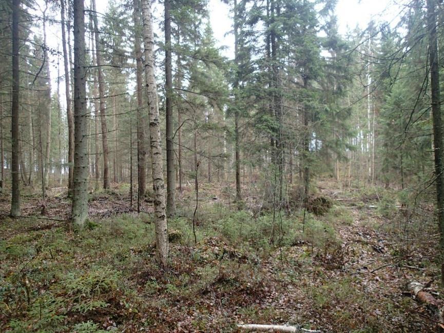 kohdin. Maasto on alavaa ja kivistä.