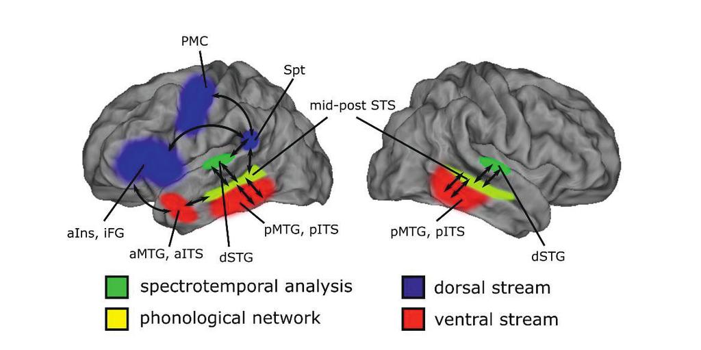 Figure 2. The dual stream model of the language processing (Hickok and Poeppel, 2007).