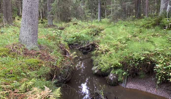 Suojeluperuste / arvotus (1 3): Metsälain mukainen erityisen tärkeä elinympäristö (purojen välittömät lähiympäristöt). Arvotus: 1, koska kyseessä on lakikohde.