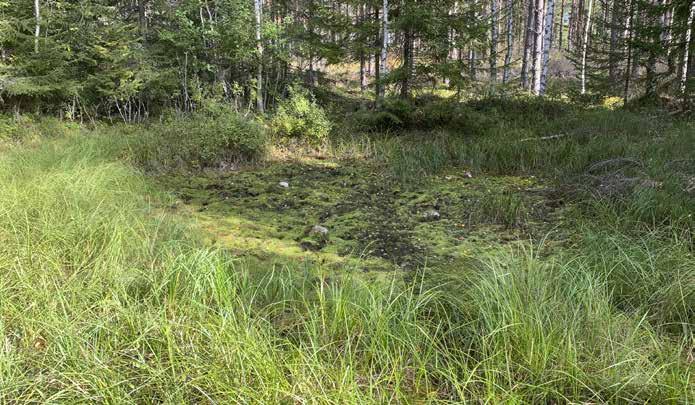 5. Lähde / Varsinainen saraneva (VSN) [EN/VU] Kasvillisuuskuvaus: Avoin saraneva, jossa kasvillisuutta hallitsevat suursarat, kuten jouhi- ja pullosara.