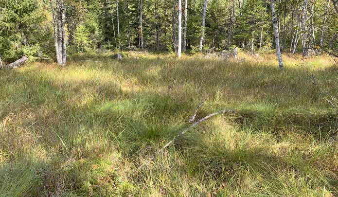 8. Tupasvillaräme (TR) / Varsinainen saraneva (VSN) [VU] Kasvillisuuskuvaus: Pieni suokuvio, josta osa on kitukasvuisten mäntyjen hallitsemaa tupasvillarämettä, jossa tupasvilla muodostaa suurimmat