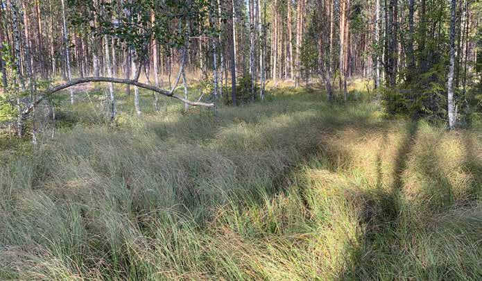 10. Varsinainen saraneva (VSN) [VU] Kasvillisuuskuvaus: Pienialainen saranevalaikku, jossa kasvillisuutta hallitsevat sarat, kuten jouhi- ja pullosara. Pohjalla on yhtenäinen rahkasammalpeite.