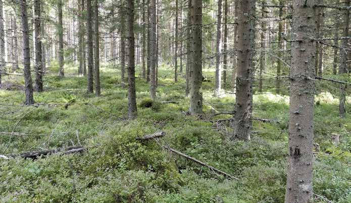 Seinäsammal ja puolukka ovat tavallisia.