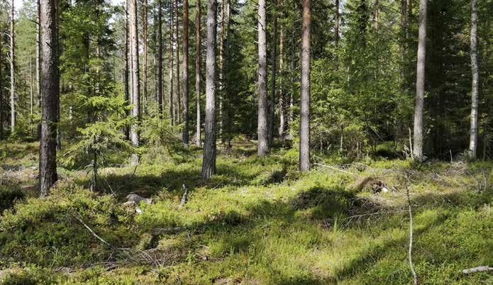 Ruohoja kasvaa niukasti. Tyypillisiä heiniä ovat kevätpiippo ja metsälauha. Seinäsammal on varsin yleinen.