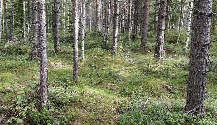 Puolukka on hyvin runsas varpu, mutta myös mustikka on tavanomainen laji. Ruohoja on vähän. Heinistä metsälauha on tyyppilaji.