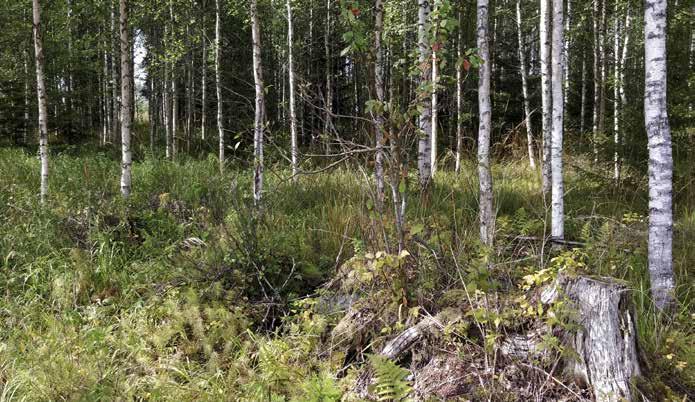 Myös vadelmaa ja metsäalvejuurta kasvaa yleisesti. Vieressä on tuore päätehakkuuala.