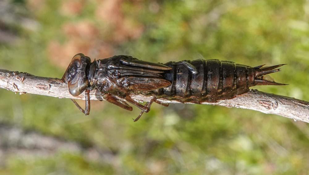 Lummelampikorento (Leucorrhinia caudalis) on tyypillisesti melko harvalukuinen karuissa vesissä, joissa kelluslehtisiä kasveja on vähän.