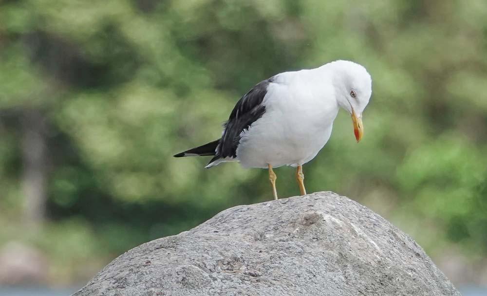 Kuva 8. Vanha selkälokki Musta-Ruhmaalla heinäkuussa 2019 Petri Parkko Hömötiainen (Poecile montanus) EN pesi Raajärven Vitalahden rantametsässä.