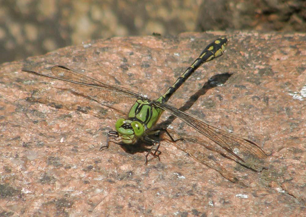 Luontodirektiivin IV-Liitteen lajit Raajärven koillisosasta, mökkitien varren kuusivaltaisesta metsästä, löytyi 7.5.2019 liito-oravan (Pteromys volans) VU papanoita (Kuva 10) kuusen tyveltä.