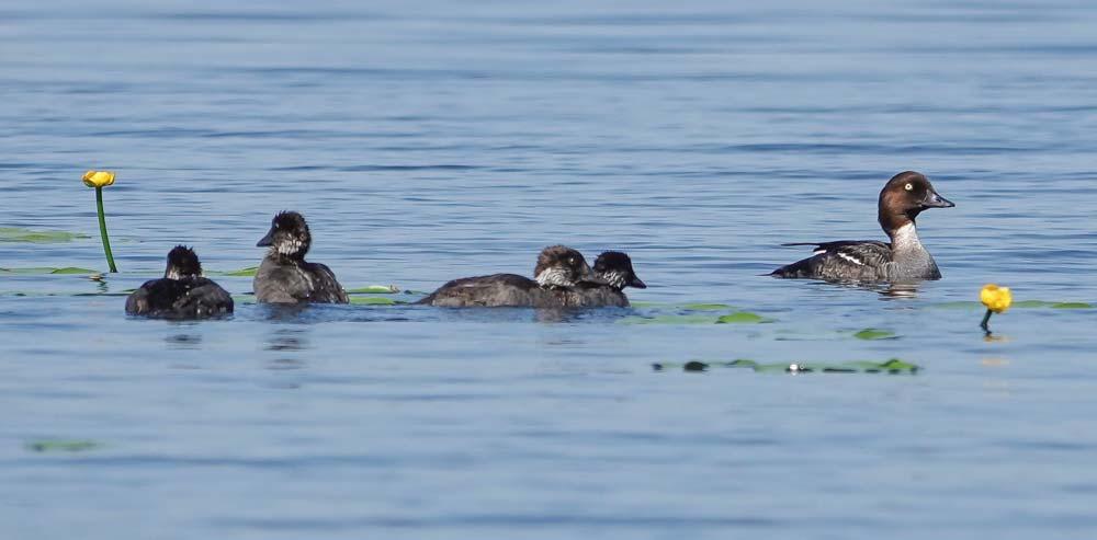 Kuva 13. Telkkäpoikue Valkjärvellä Petri Parkko Uhanalaiset ja silmälläpidettävät lajit Mehiläishaukkakoiras (Pernis apivorus) EN havaittiin Luomijärvellä kesäkuussa 2019.