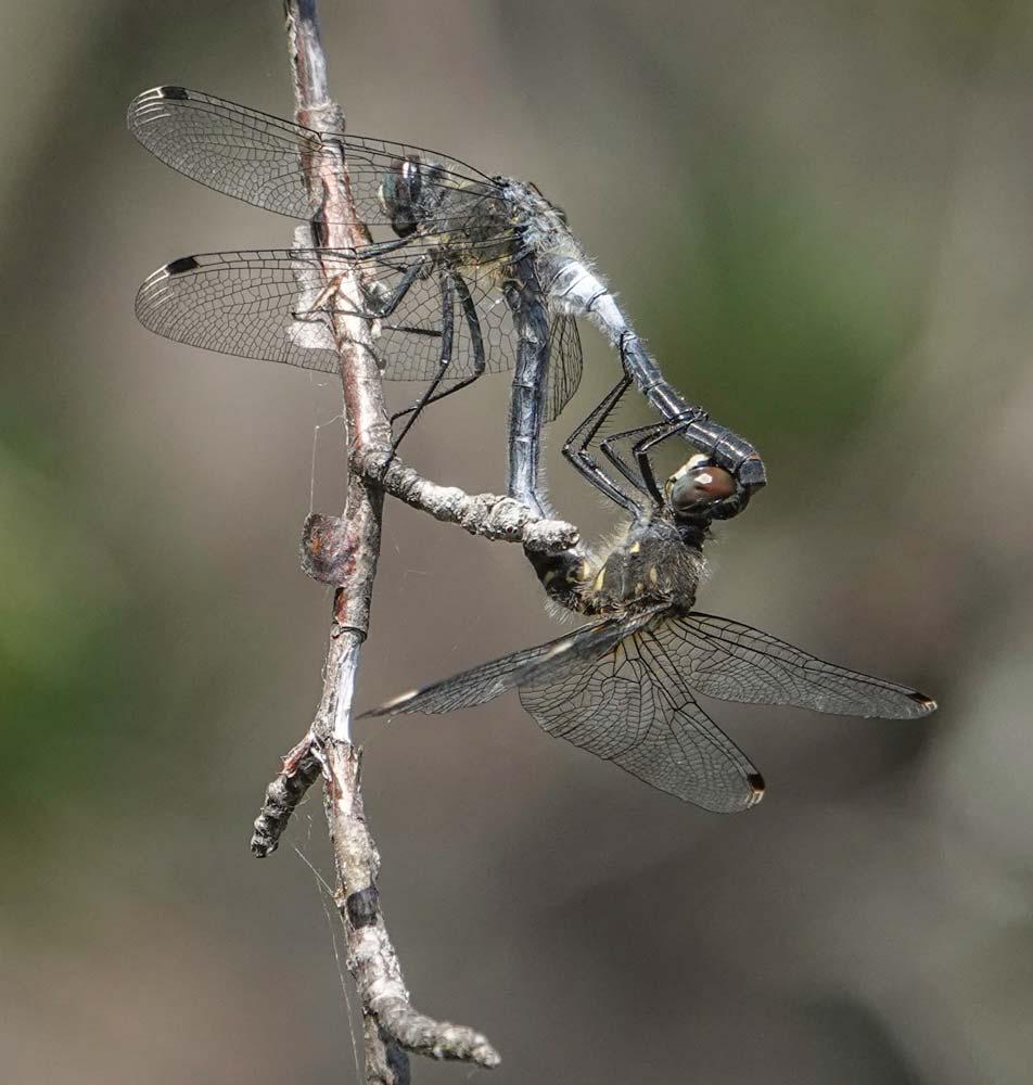 Kuva 16. Parittelevat sirolampikorennot Valkjärvellä Petri Parkko Perhoset Pahanlamminsuon reunassa havaittiin kaksi kirjoverkkoperhosta (Euphydryas maturna) (Kuva 17) 24.6.2019.