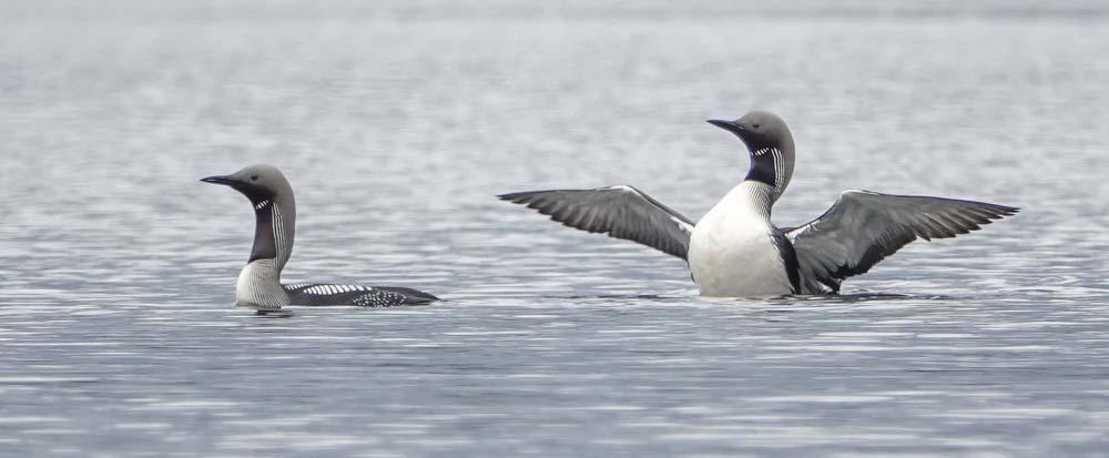 Uhanalaiset ja silmälläpidettävät lajit Salajärvellä tehtiin pesimiseen viittaava havainto selkälokista (Larus fuscus fuscus) EN, v 9.5. ja 7.7.2019 järvellä havaittiin kaksi vanhaa lintua.