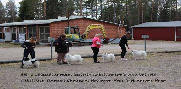 omistaja Eija Tuominen Veteraanit BIS2, ROP, mittelspitz, Damirazin Hallayön Hengetär SP, mittelspitz, Damirazin Huisin Hieno Kasvattaja ROP, Damirazin Jälkeläisluokka