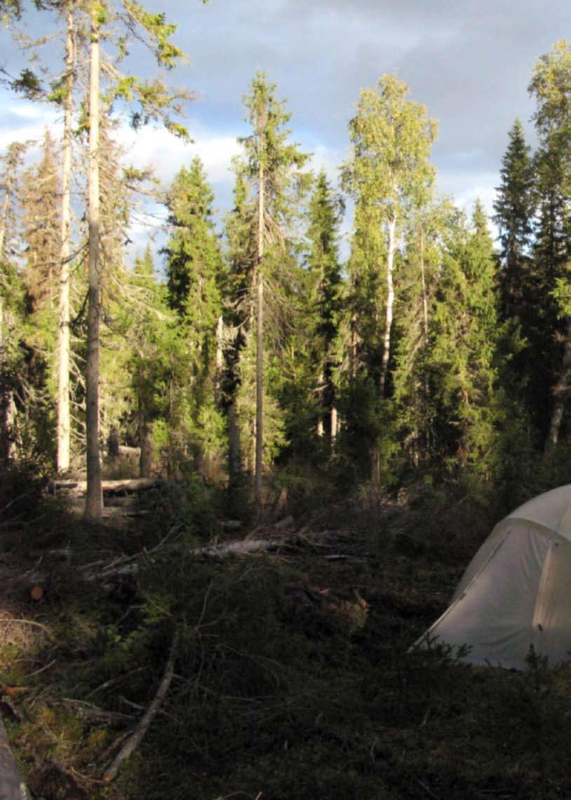 Tutkimusmatka Arkangelin luonnontilaisiin kuusimetsiin A rkangelin alueen itäosassa, Pinega- ja Vienajokien välillä on lähes 1,5 milj. km 2 vanhaa, luonnontilaisena säilynyttä kuusimetsää.