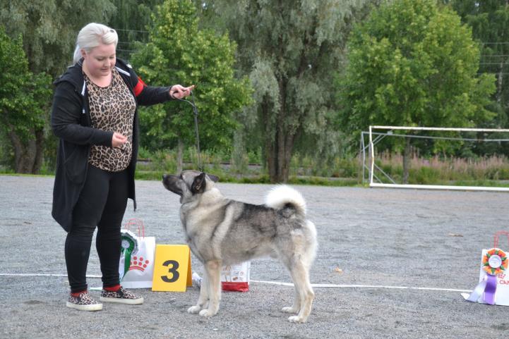 Koiria ilmoittautui kumpaankin tapahtumaan yli 100 erilaista koirakkoa.