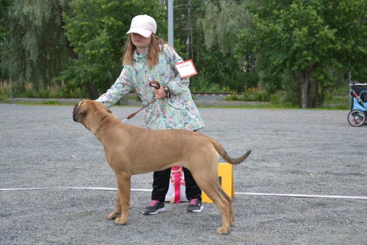 Lapsi-koirakilpailun voittaja Monirotuisten parhaat Match show 11.8.