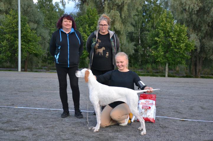 Telma BIS4 havannankoira pieni aikuinen Pika