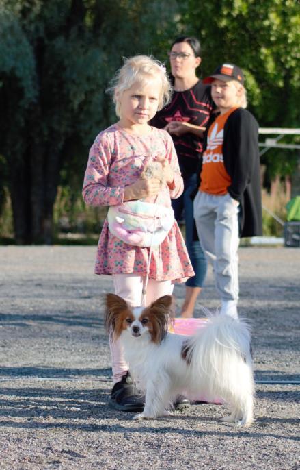 paimenkoira Kiira SIN3 amstaffi Molly SIN4 kultainennoutaja Vappu Pienet pennut PUN1 pk.