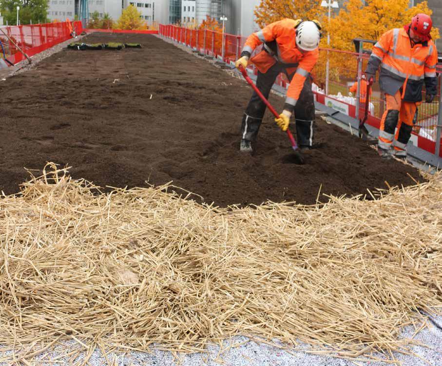 JULKISIVU Viherkatossa kasvillisuuden alla on kierrätyskasvualusta, sen alla järviruokokerros ja alinna altakastelumatto.