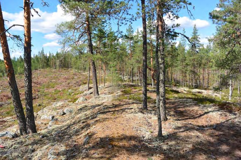 6. Pentinkalliot ** KEMGV Metsälaki, Lintudirektiivi Maisemallisesti merkittävä avokallio ja karukkokangasalue.