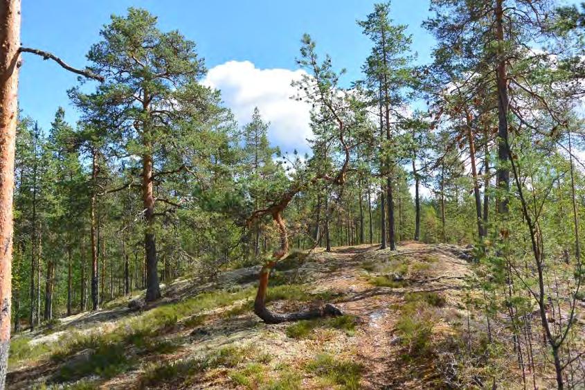 Kallioalueella oleva polkuverkosto kertoo alueen olevan runsaassa virkistyskäytössä.