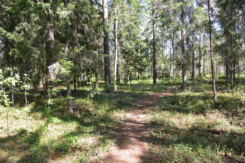 2. Kangasmetsäsaareke * KMV Muu huomioitava