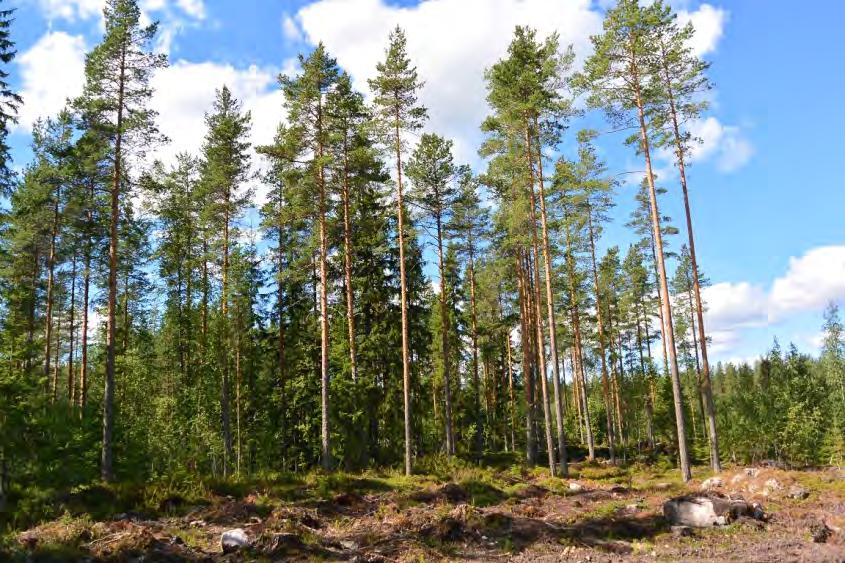 oleva vanhojen mäntyjen ryhmä, ja