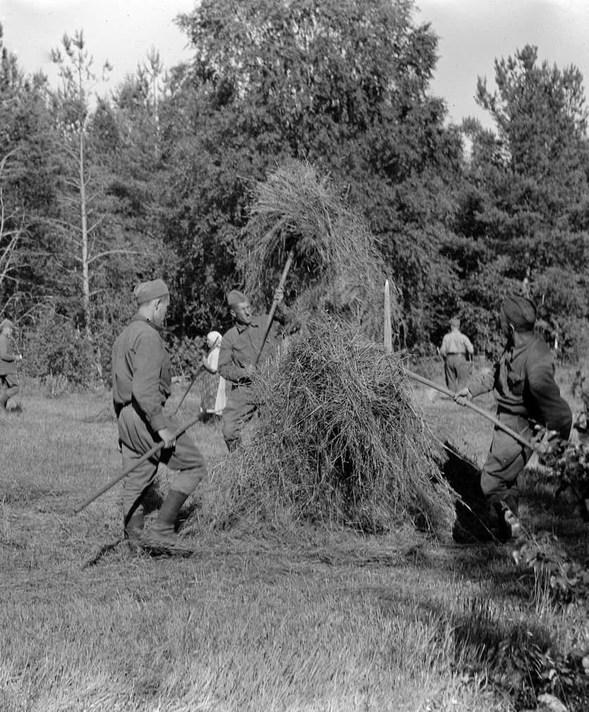 Sotavangit olivat tärkeä apu työvoimapulan vaivaamassa maataloudessa. Kuvaaja U. Räsänen. Kuva: Puolustusvoimat.