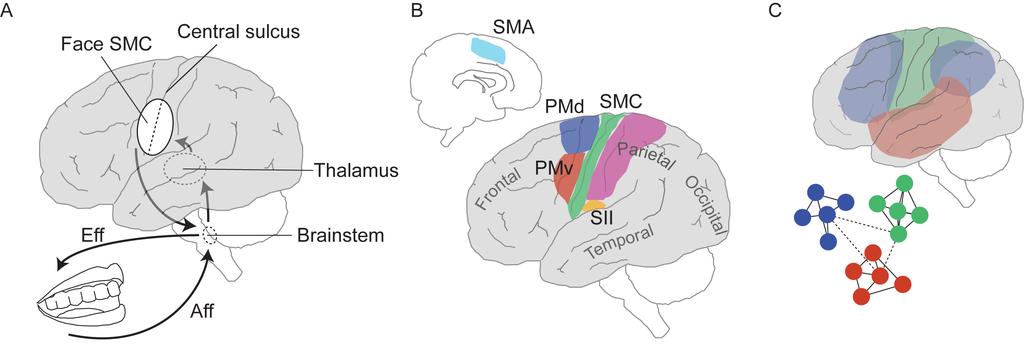 Introduction While the SMC forms a critical functional unit for integrating efferent-afferent signals and coordinating movements, other cortical regions in the near-by frontal and parietal cortices