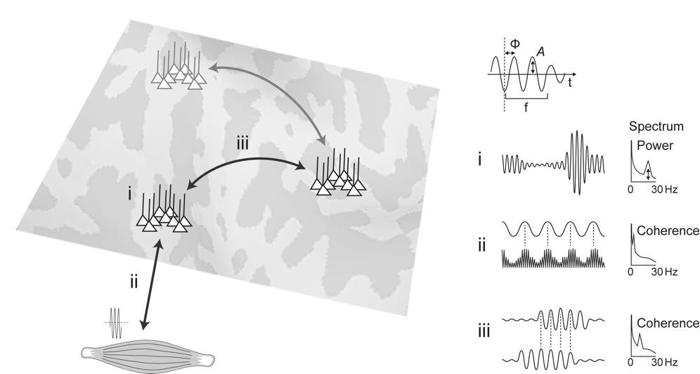 Introduction Figure 3. Rhythmic cortical dynamics in movement production.