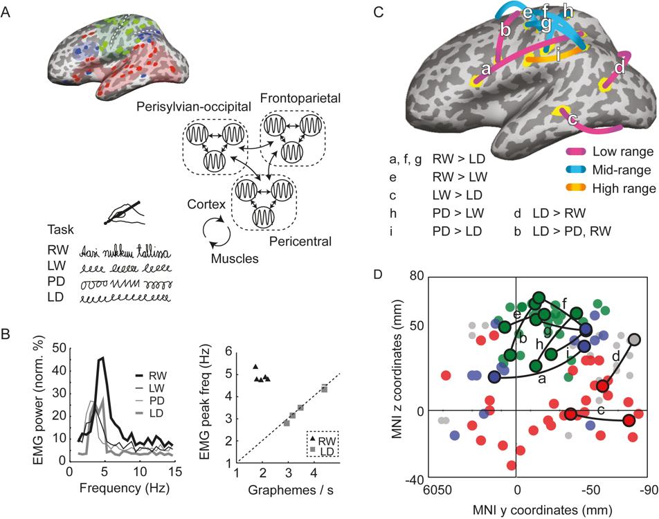 Summary of the experiments and results Figure 8. Task-sensitive modulation of corticocortical phase synchrony between handwriting and its variants. A. A hypothetical network model and task variants.