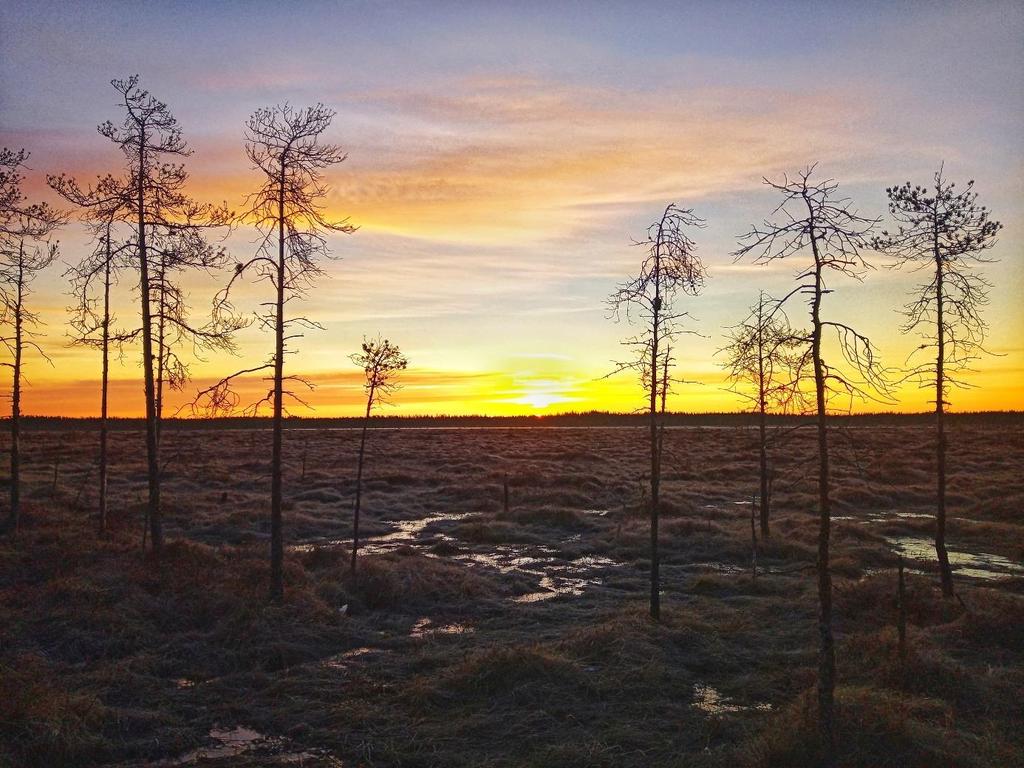 Metsähallituksen kartoittamassa luontotyyppiaineistossa Vionnevan alueella on todettu esiintyvän pääasiassa samoja luontotyyppejä kuin mitä tietolomakkeella on ilmoitettu (taulukko 5).