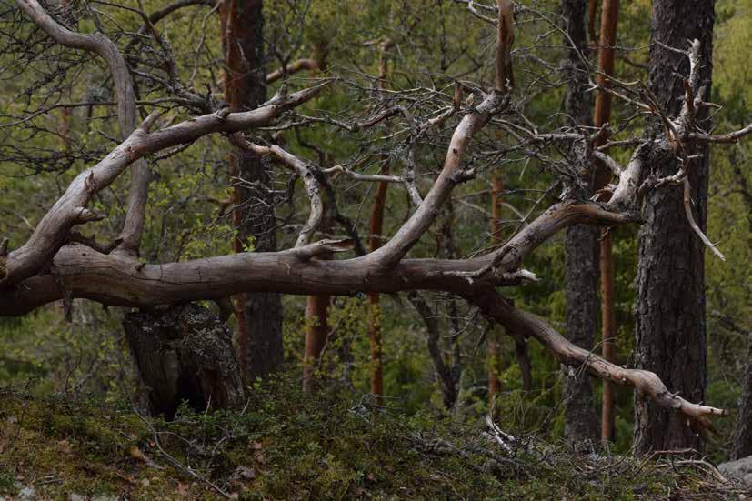 4. Viestintä ja markkinointi Luontoliikuntaohjelman laadinnan kuluessa käydyissä keskusteluissa ja myös asukaskyselyssä on noussut suureen asemaan viestinnän ja tiedotuksen merkitys.