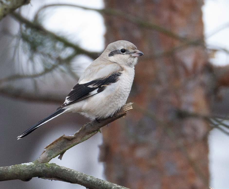 HARVINAISUUSHAVAINNOT 2019 Ensimmäisen talven sibiricus-alalajin isolepinkäinen on huomiota herättävän näköinen ja eroaa monella tapaa keskimääräisestä nimialalajin isolepinkäisestä.