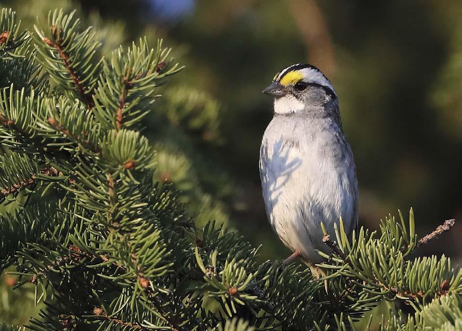 HARVINAISUUSHAVAINNOT 2019 Valkokurkkusirkku Zonotrichia albicollis (2, 1, 1) = 4 (0, 0, 0, 0, 0, 0, 0, 0, 0) 25.4. Suomussalmi Riihivaara Nurmela (v) (Hannu Rönkkö, Heljä Vähämaa, Hannu Keränen, Ari Tervo ym.