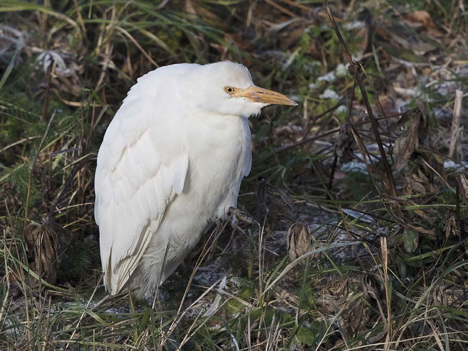 LINNUSTONSEURANTA ilm. EKLY ARK); 14.5. Virolahti Hanskin satama (Esko Sillanpää, Mikko Pärssinen). Myrskylintu Fulmarus glacialis (13, 26, 0) = 39 (1, 1, 0, 0, 1, 1, 1, 0, 0) 21.8.