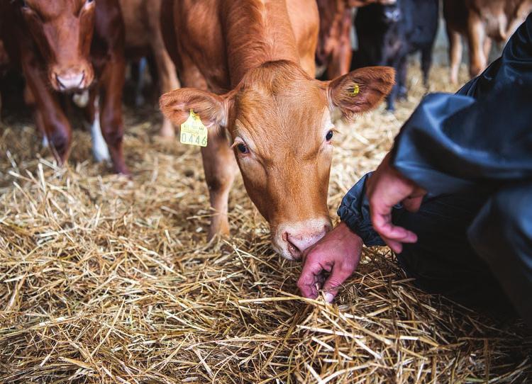 Vuonna 2019 naudanlihan tuotanto kasvoi Suomessa prosentin ja oli 87,2 miljoonaa kiloa ja kulutus laski kolme prosenttia päätyen 103,1 miljoonaan kiloon.