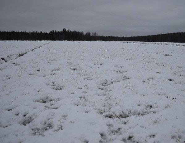 Vasemmalla näkyy kaivulaikkuja, jääpoltetta ja keskellä talvipaleltuman aiheuttama tumma kuvio. Täydennyskylvö on jo tehty, joka näkyy kylvövantaan urina.