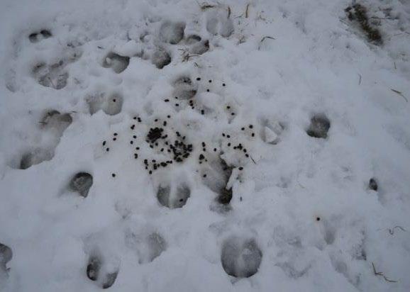 Poron syyslaidunnuksen jälkiä viljelyksellä kostealla lumella. Kuvat: Hankkeen kuva-arkisto. Jääpolte syntyy talven aikana maan pinnalle eri syistä kehittyneen veden jäätymisen seurauksena.