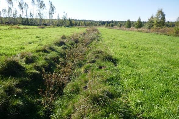 Nurmen käydessä yli-ikäiseksi, on nurmilauha noussut mättäille ja vanhaa, edellisen kesän kasvustoa on usein peitteisenä uuden kasvuston päällä.