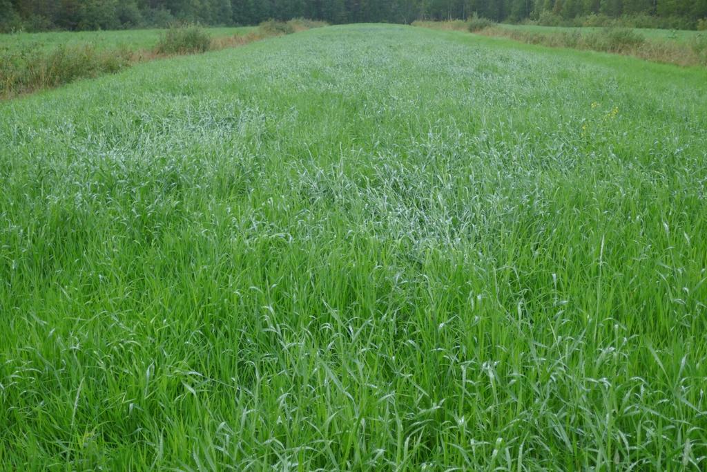 (esim. metsäkone), riistaeläimet, tms.) aiheuttama, myös tämä kirjataan tarkistuslistaan. Mikäli kohde on vuokrattu, selvitetään onko vuokrasopimuksessa kohteen aitaamiseen liittyviä erityisehtoja.