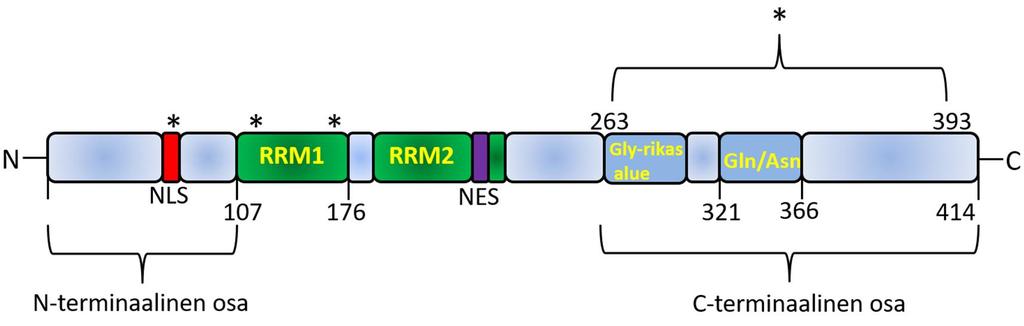 4 (Gln: engl. Glutamine) ja asparagiinia (Asn: engl. Asparagine) sisältävä alue aminohapposekvenssissä, jolla se vuorovaikuttaa muiden RNA:ta sitovien proteiinien kanssa (Budini ym. 2012).