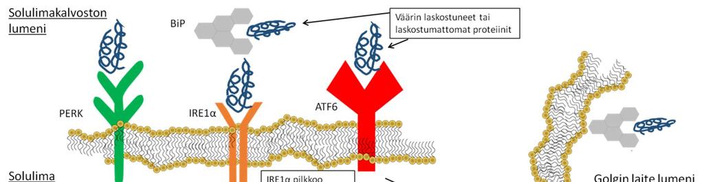 20 Hiiren alkion fibroblasti-solujen aktivoiva transkriptiotekijä 4 (ATF4: engl.